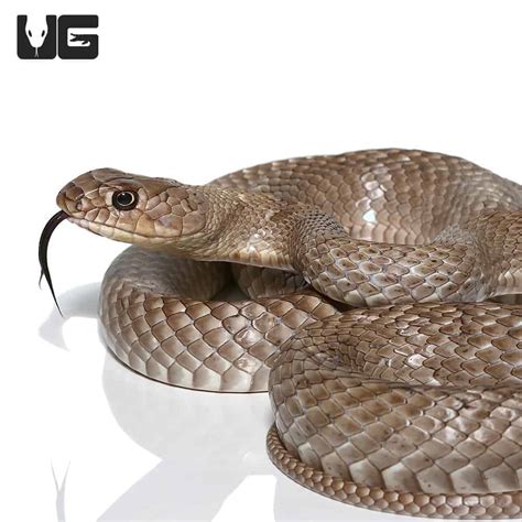 coachwhip snake for sale